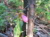 Pink Lady's-Slipper (Cypripedium acaule)