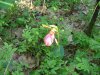 Pink Lady's-Slipper (Cypripedium acaule)