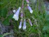 Hairy Beard-Tongue (Penstemon hirsutus)