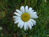 Oxeye Daisy (Leucanthemum vulgare; Chrysanthemum leucanthemum)