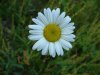 Oxeye Daisy (Leucanthemum vulgare; Chrysanthemum leucanthemum)