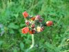 Orange Hawkweed; Devil's Paintbrush (Hieracium aurantiacum)