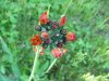 Orange Hawkweed; Devil's Paintbrush (Hieracium aurantiacum)