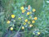 Yellow Hawkweed; King Devil (Hieracium caespitosum; Hieracium pratense; Hieracium floribundum)