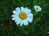 Oxeye Daisy (Leucanthemum vulgare; Chrysanthemum leucanthemum)