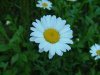 Oxeye Daisy (Leucanthemum vulgare; Chrysanthemum leucanthemum)