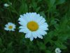 Oxeye Daisy (Leucanthemum vulgare; Chrysanthemum leucanthemum)