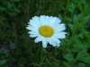Oxeye Daisy (Leucanthemum vulgare; Chrysanthemum leucanthemum)
