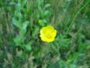 Tall Buttercup ; Meadow Buttercup ; Common Buttercup (Ranunculus acris)