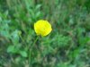 Tall Buttercup ; Meadow Buttercup ; Common Buttercup (Ranunculus acris)