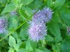 Chives (Allium schoenoprasum)