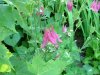 Wild Columbine; Red Columbine (Aquilegia canadensis)