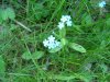 True Forget-me-not (Myosotis scorpioides)