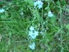 True Forget-me-not (Myosotis scorpioides)
