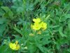 Yellow wildflower of Deep River