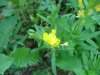 Yellow wildflower of Deep River
