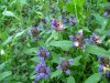 Heal-all; Self-heal (Prunella vulgaris)