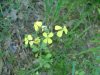 Wild Mustard (Sinapis arvensis)