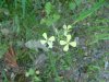 Wild Mustard (Sinapis arvensis)