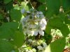 Common Blackberry ; Allegheny Blackberry  (Rubus allegheniensis porter agg)
