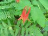 Wild Columbine; Red Columbine (Aquilegia canadensis)