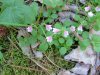 Twinflower (Linnaea borealis)