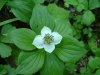 Bunchberry (Cornus canadensis)