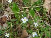 Bluets (Houstonia caerulea)
