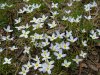 Bluets (Houstonia caerulea)
