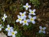 Bluets (Houstonia caerulea)