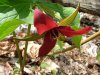 Red Trillium