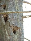 Evidence of Wood peckers