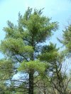 Eastern White pine with Five needles