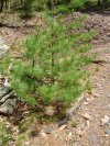 Eastern White pine with Five needles