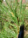 Eastern White pine with Five needles