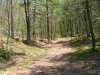 Trail down from Little Pine Orchard Picnic Area