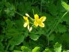 Greater Celandine; Wartweed (Chelidonium majus)