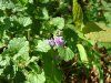 Ground Ivy; Gill-over-the-ground;  Creeping Charlie (Glechoma  hederacea)