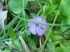 Periwinkle; Myrtle (Vinca Minor)