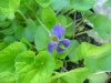 Common Blue Violet; Wooly Blue Violet (Viola sororia)