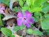 Periwinkle; Myrtle (Vinca Minor)