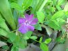 Periwinkle; Myrtle (Vinca Minor)