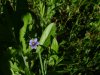 Blue-eyed Grass (Sisyrinchium angustifolium)