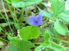 Common Blue Violet; Wooly Blue Violet (Viola sororia)