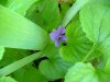 Common Blue Violet; Wooly Blue Violet (Viola sororia)