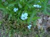 True Forget-me-not (Myosotis scorpioides)