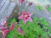 Wild Columbine; Red Columbine (Aquilegia canadensis)