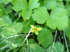 Large-leaved Avens (Geum macrophyllum)