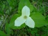 White Trillium (Trillium grandiflorum)
