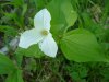 White Trillium (Trillium grandiflorum)